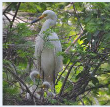 【山水】鷺鳥王國(guó)的逸聞趣事（家園·散文）