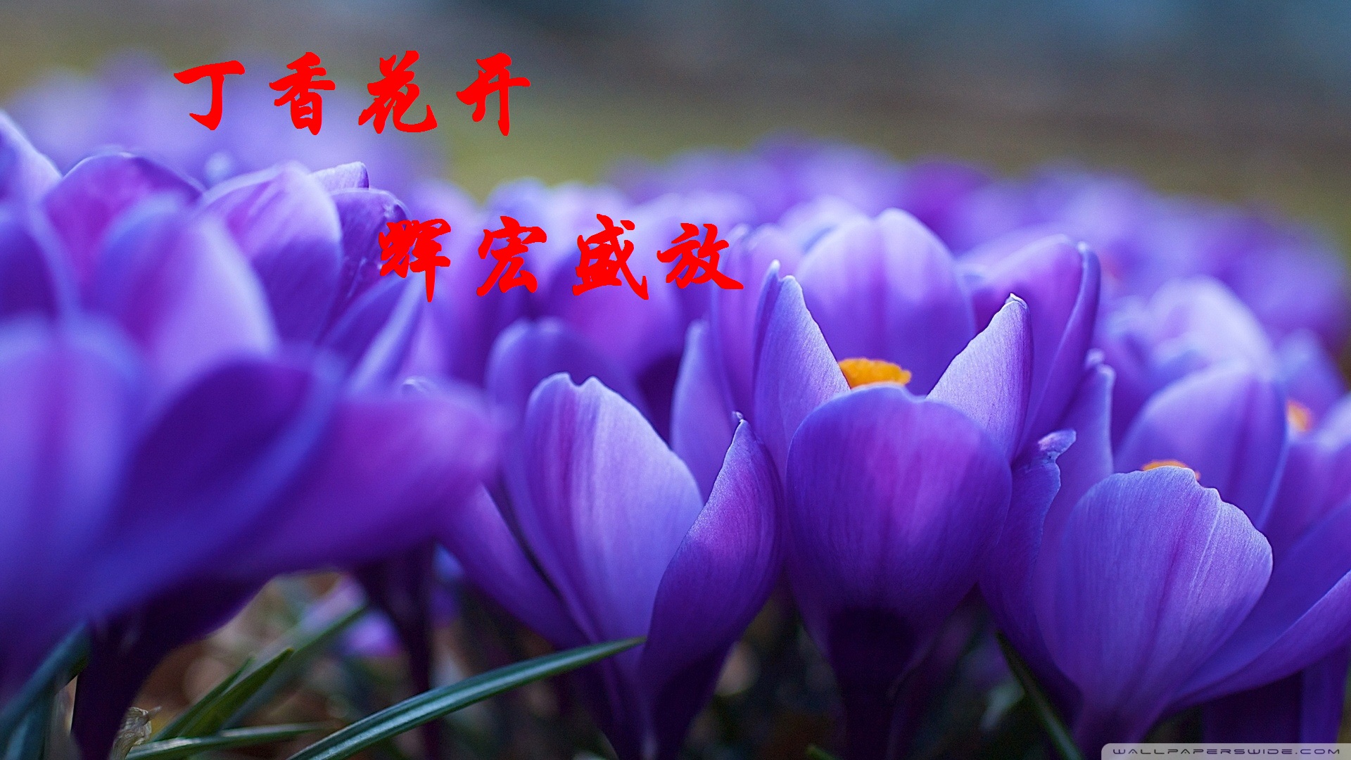 【丁香】又見(jiàn)花開(kāi)（詩(shī)歌）